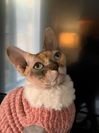 a different reviewer's cat in the pink sweater