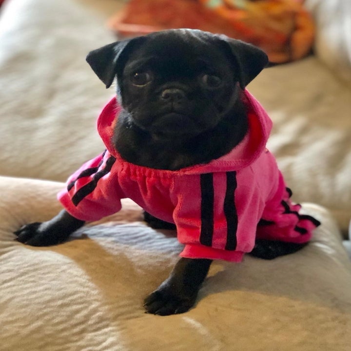 a reviewer's black pug in the pink velvet tracksuit