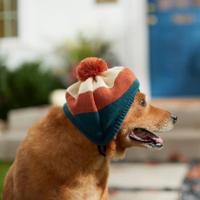 a dog wearing the cream, orange, and teal striped hat