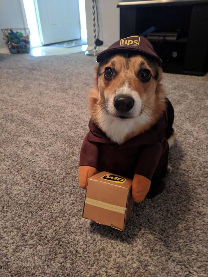 Reviewer&#x27;s dog in UPS costume