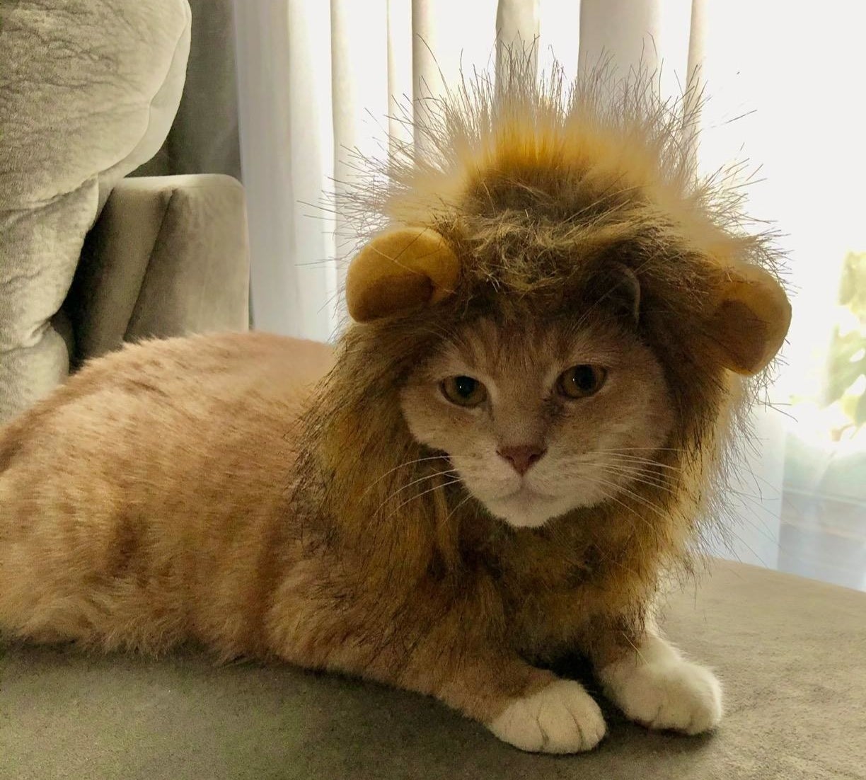 Reviewer's cat wearing lion mane hat