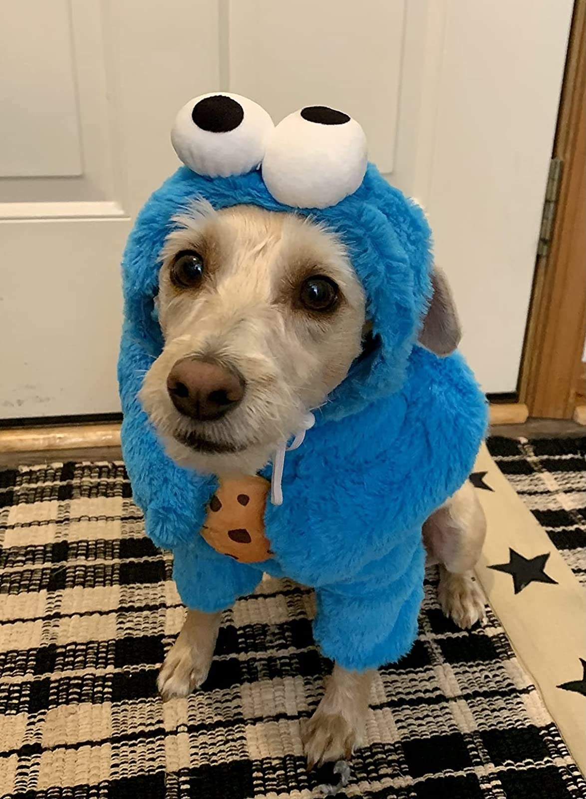 Reviewer&#x27;s dog wearing cookie monster costume
