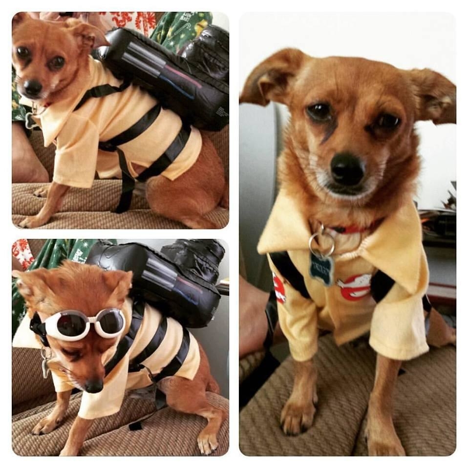 Reviewer&#x27;s dog in costume