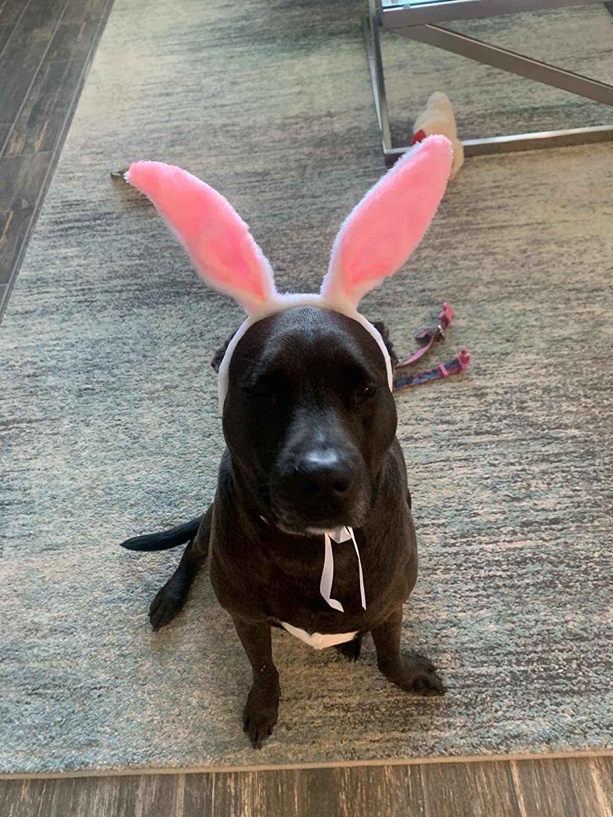 Reviewer&#x27;s dog in bunny costume