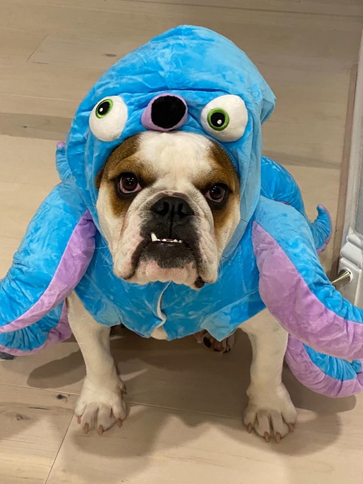 Reviewer&#x27;s dog in blue octopus costume