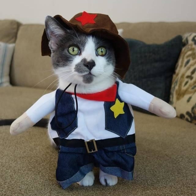 Reviewer's cat in cowboy costume