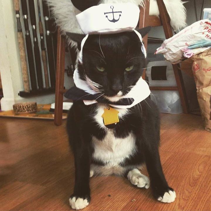 Reviewer&#x27;s cat in sailor costume