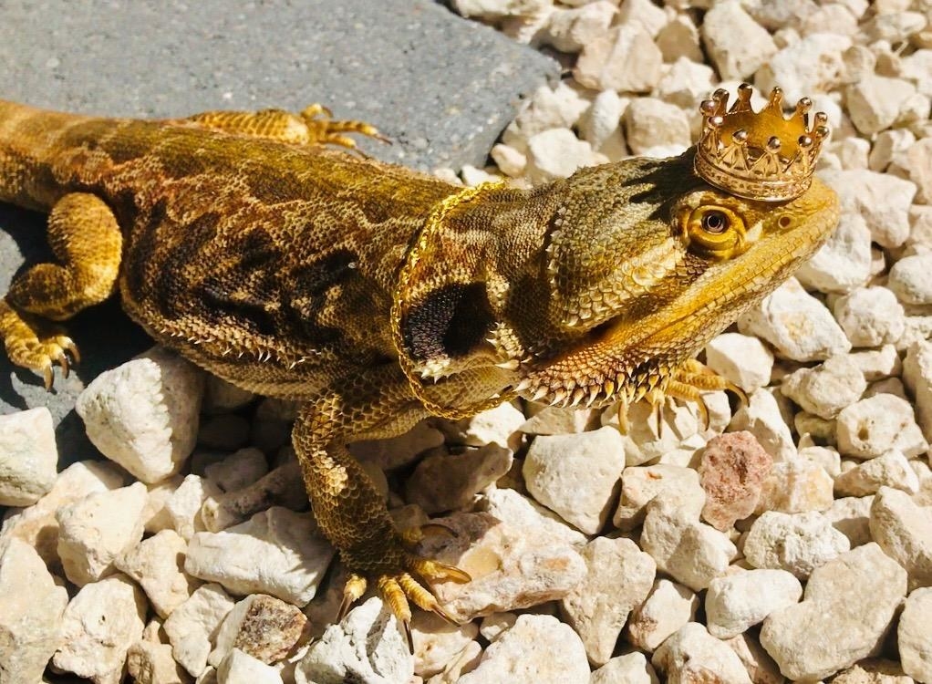 Reviewer&#x27;s bearded dragon wearing gold crown and necklace