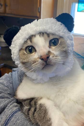 cat in fuzzy panda ears hat