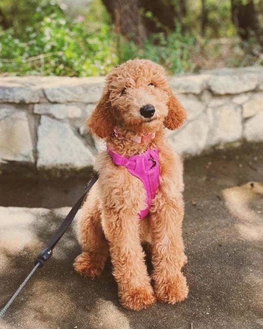 A doodle wearing a pink reflective harness attached to a leash