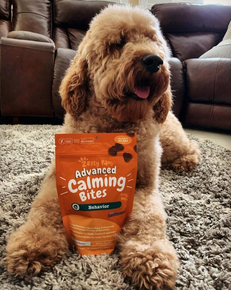 A dog with a pack of calming bites