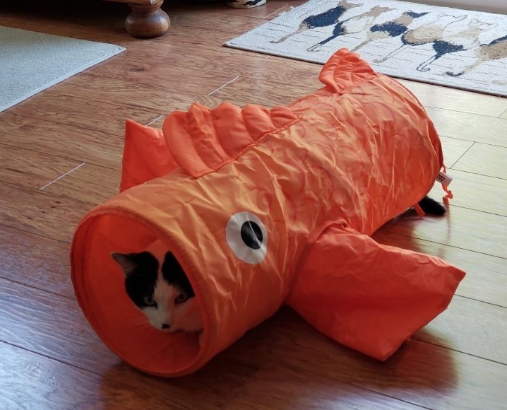 A cat inside a goldfish tunnel toy