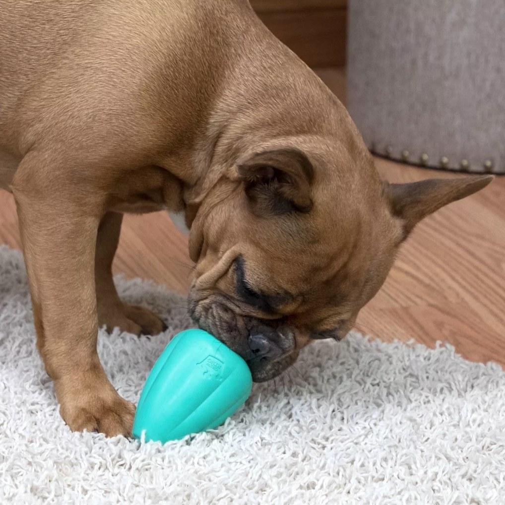 A dog playing with a blue, chew king treater toy