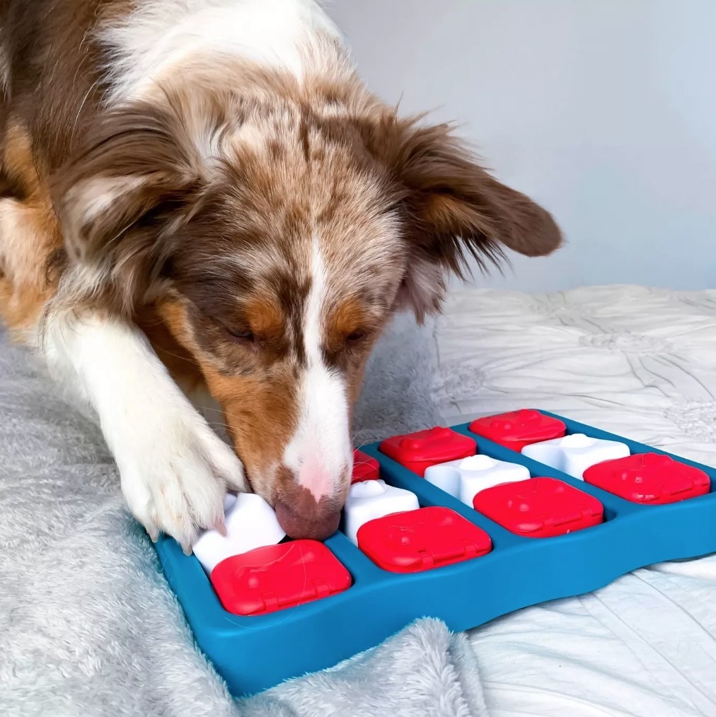 A dog playing with a puzzle game to retrieve treats