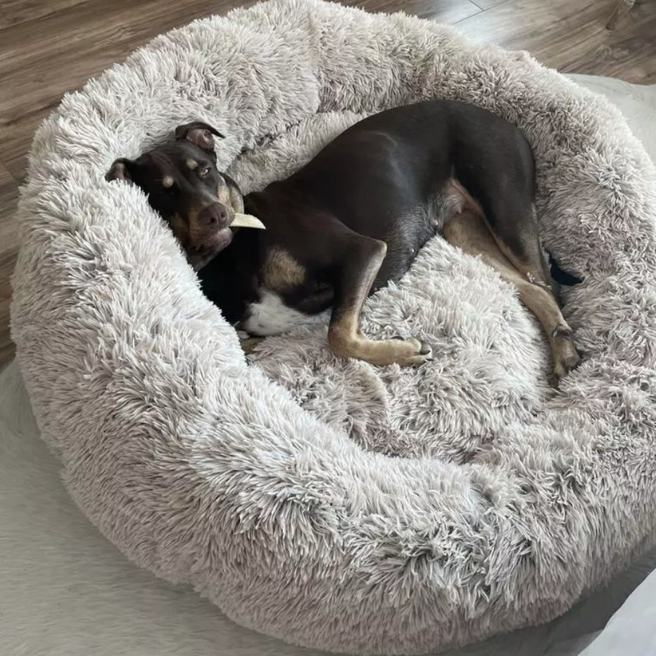 A dog lying in a grey calming cuddle donut bed