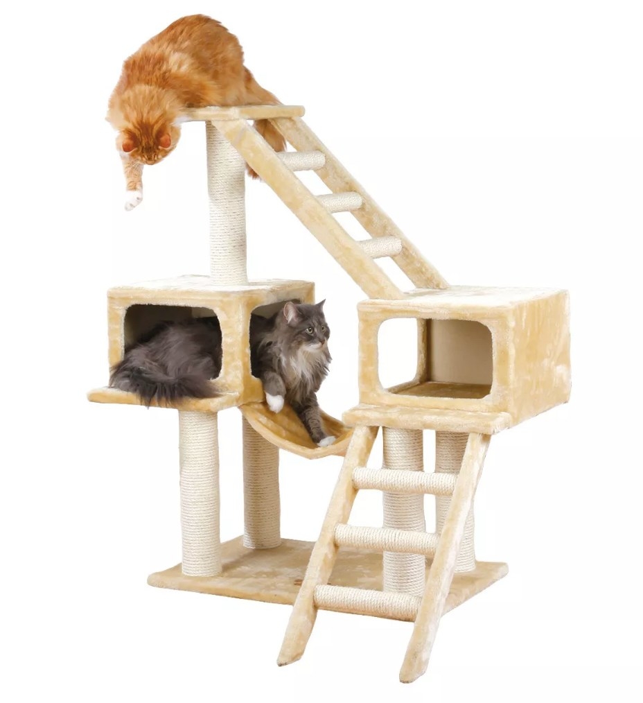 Two cats playing in a cat playground