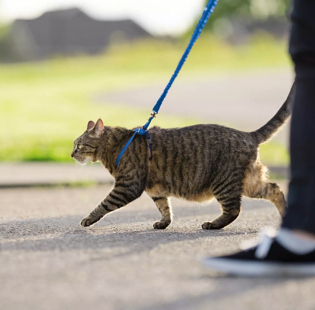 A cat being walked with a blue bungee leash attached to a matching harness