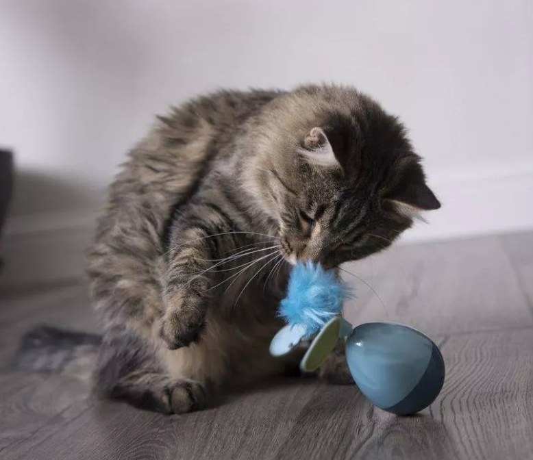 A kitten playing with an electric spinning cat toy