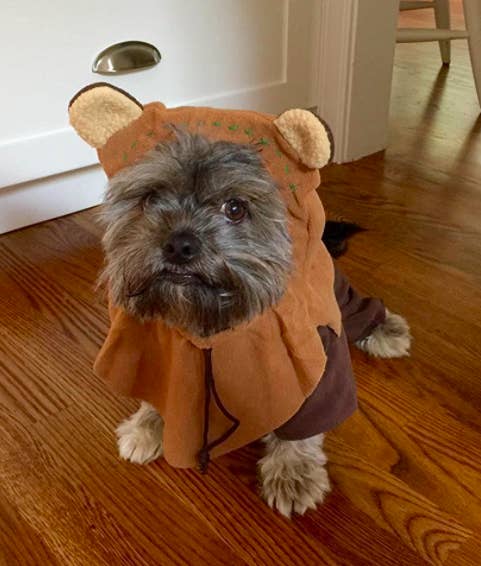 a reviewer&#x27;s photo of a small dog in the brown costume