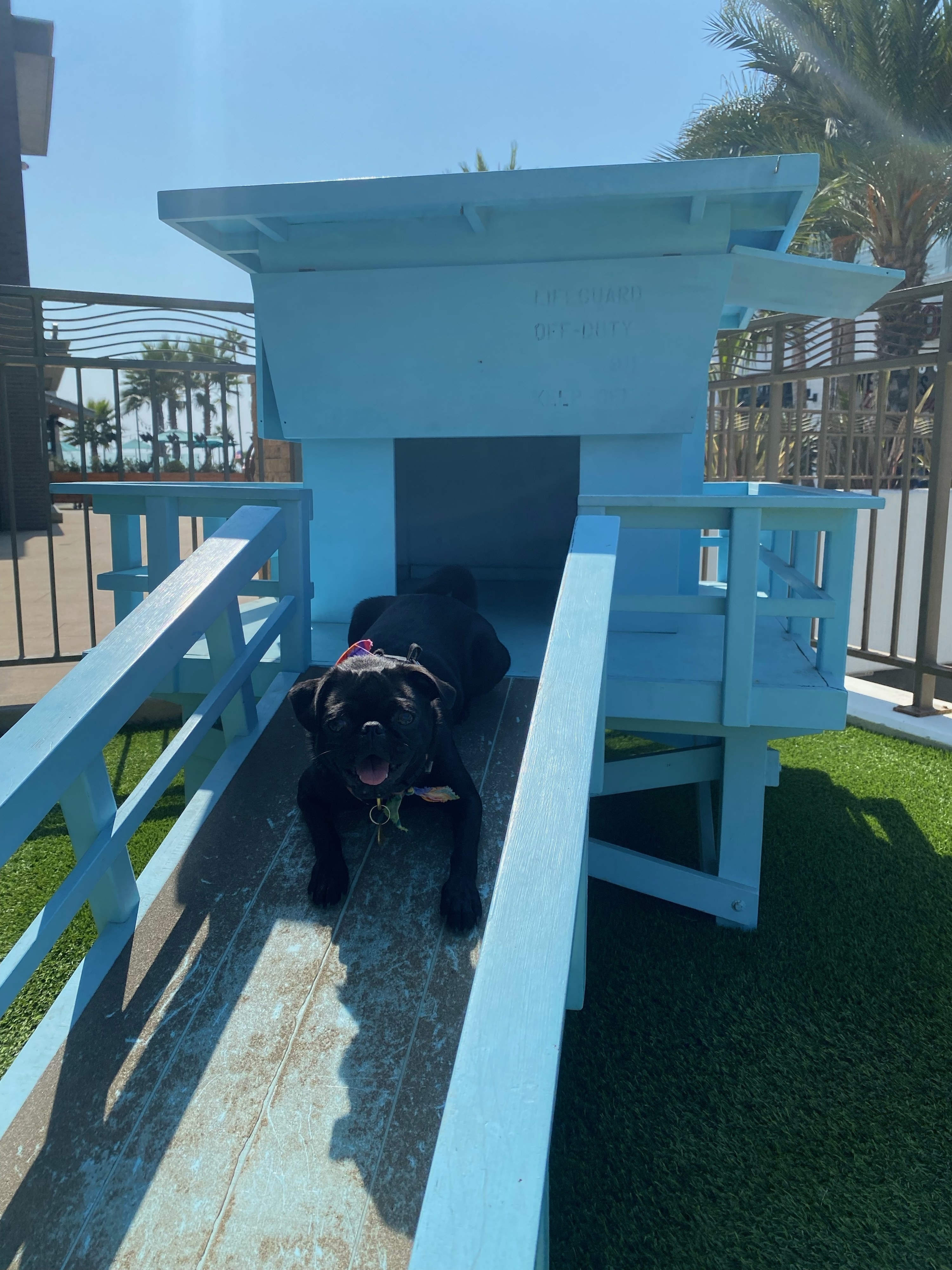 Phoebe lying down on the doggy lifeguard stand