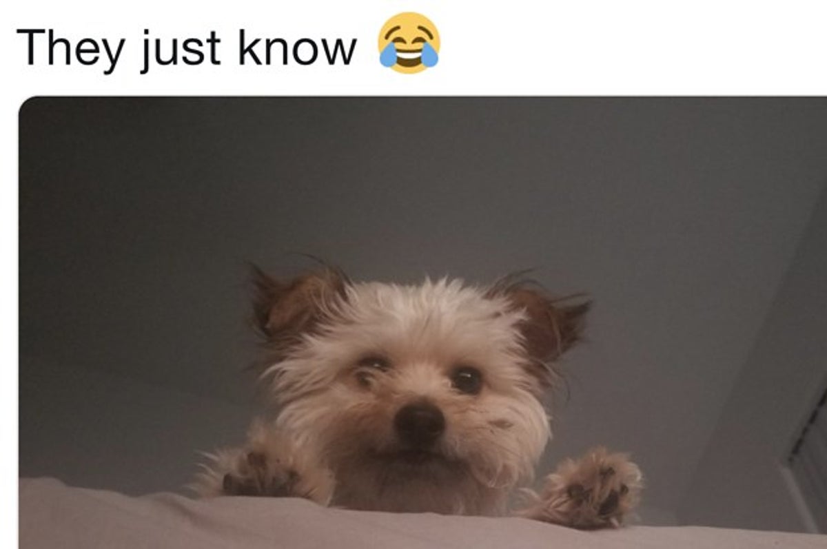 Dogs Reactions To Opening Chips And It S Hilariously True