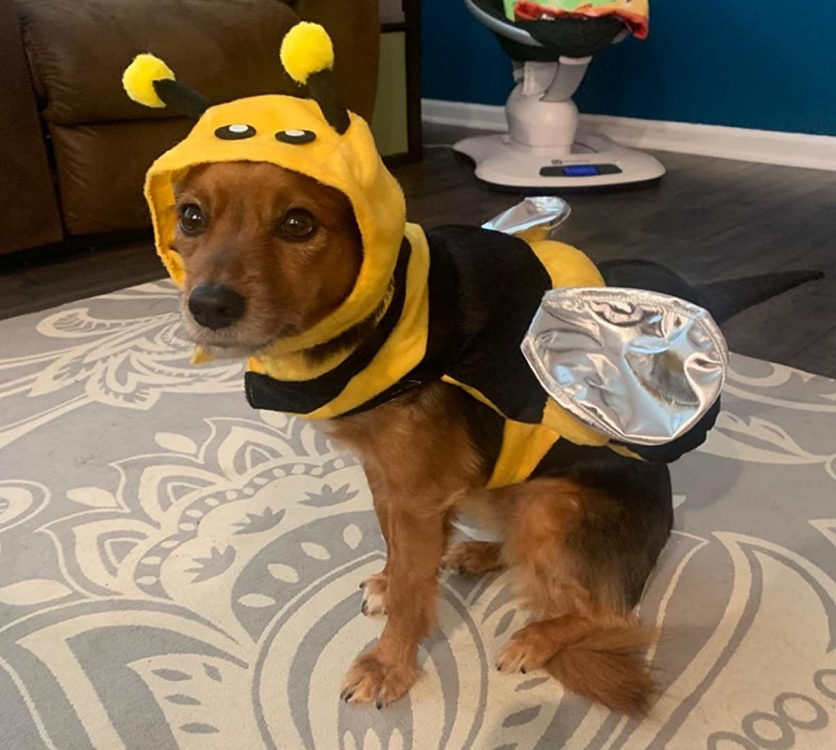 Reviewer&#x27;s dog in bee costume
