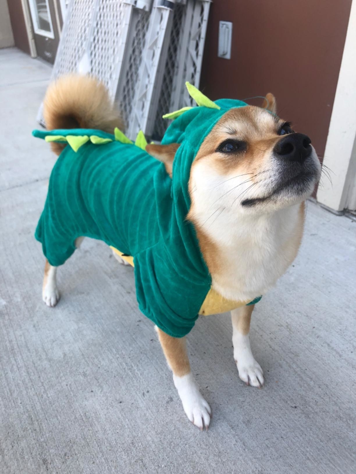 Reviewer&#x27;s dog in green dinosaur costume