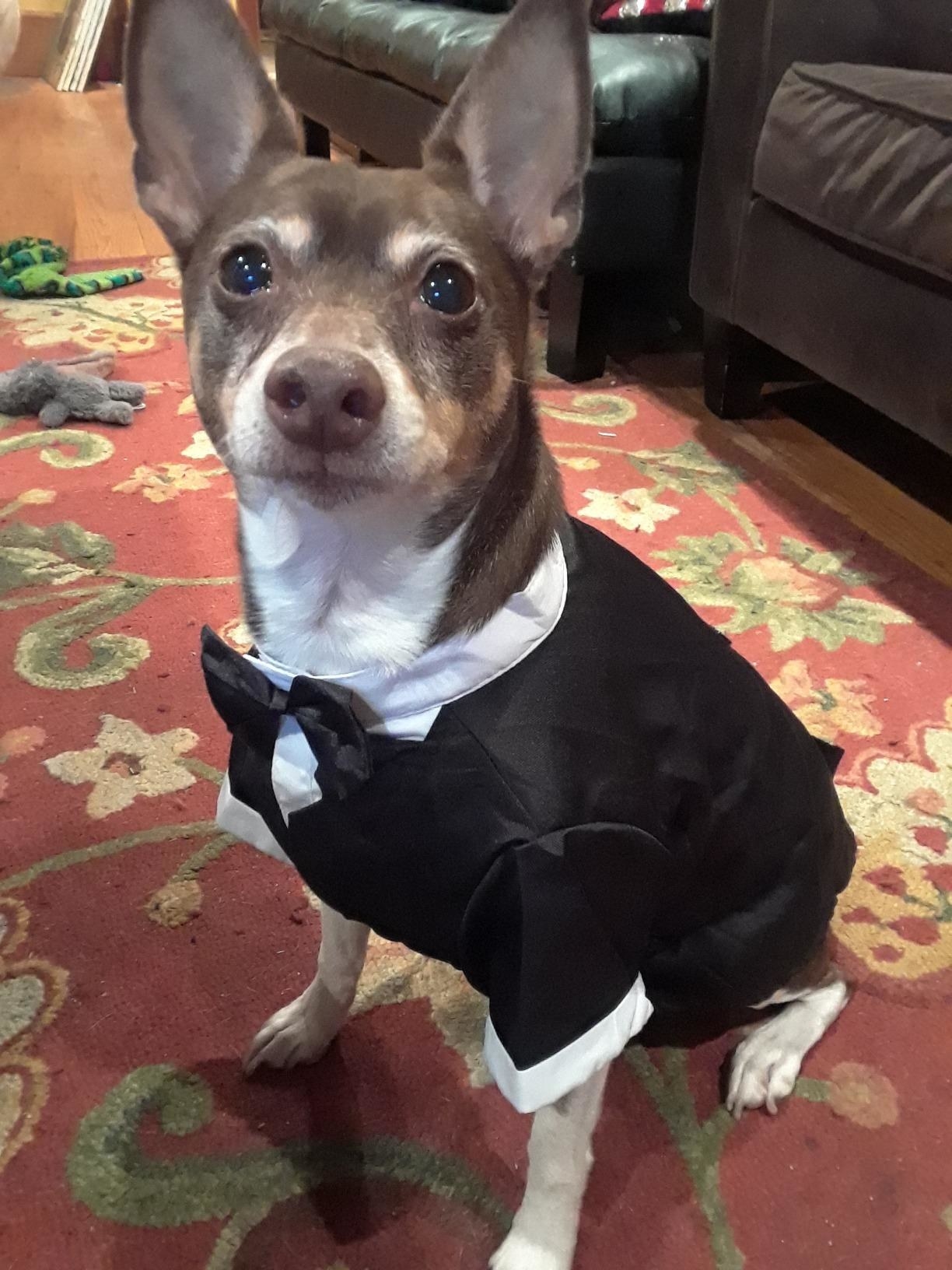 Reviewer&#x27;s dog in the tuxedo