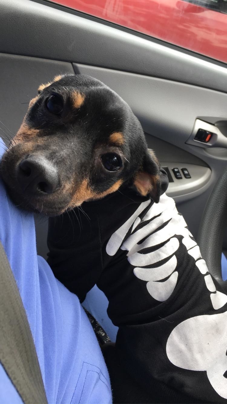 Reviewer&#x27;s dog in skeleton shirt