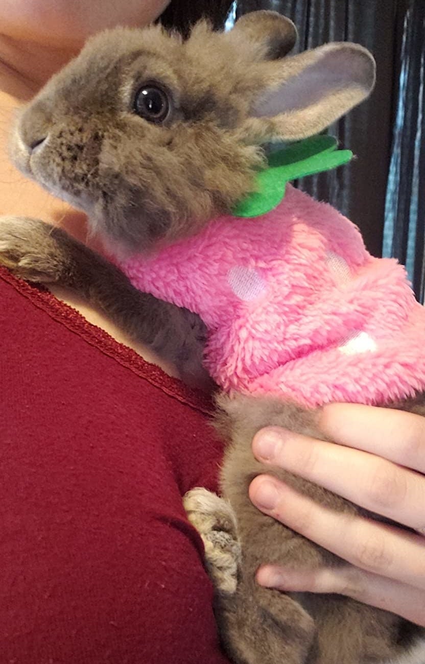 Reviewer&#x27;s bunny in pink strawberry outfit