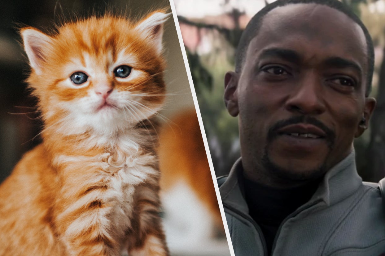 A close up of a ginger cat and a close up of Sam Wilson as he looks off to the side