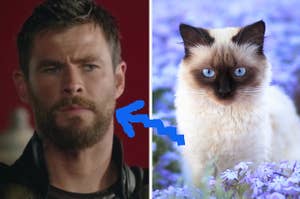 A close up of Thor as he glares at someone off screen and a close up of a light colored cat