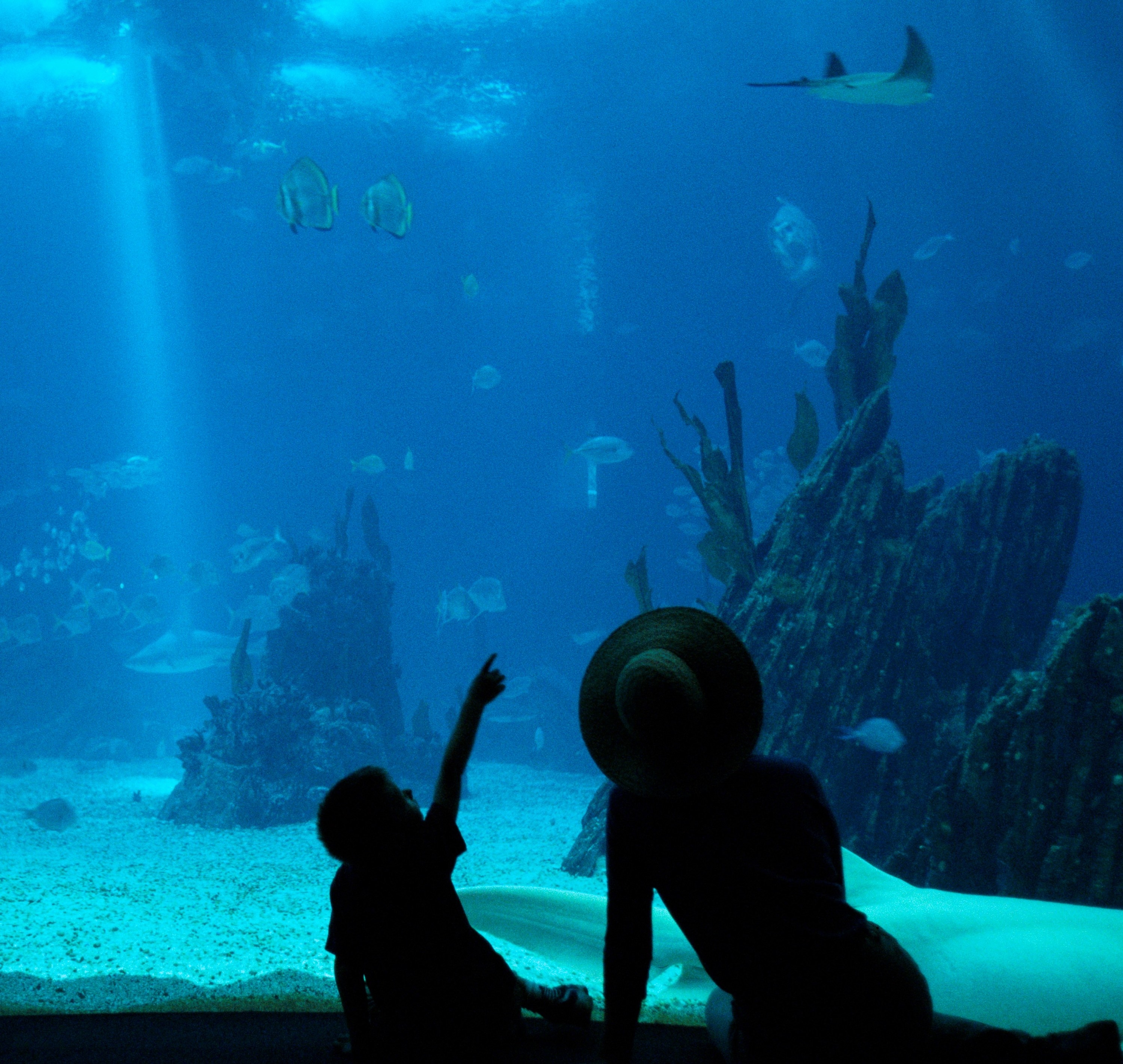 Photo of a kid at the aquarium