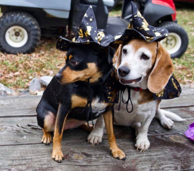 a reviewer photo of two dogs wearing the black cape and hat with gold pattern