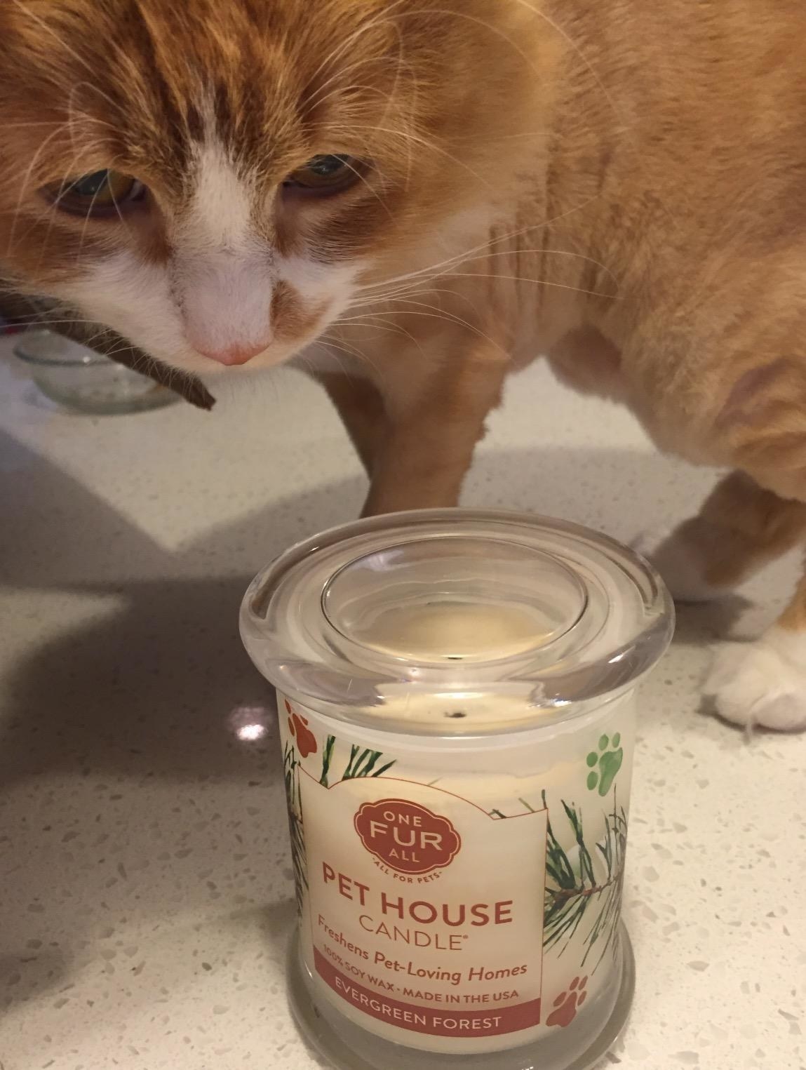 Reviewer&#x27;s cat poses with glass candle