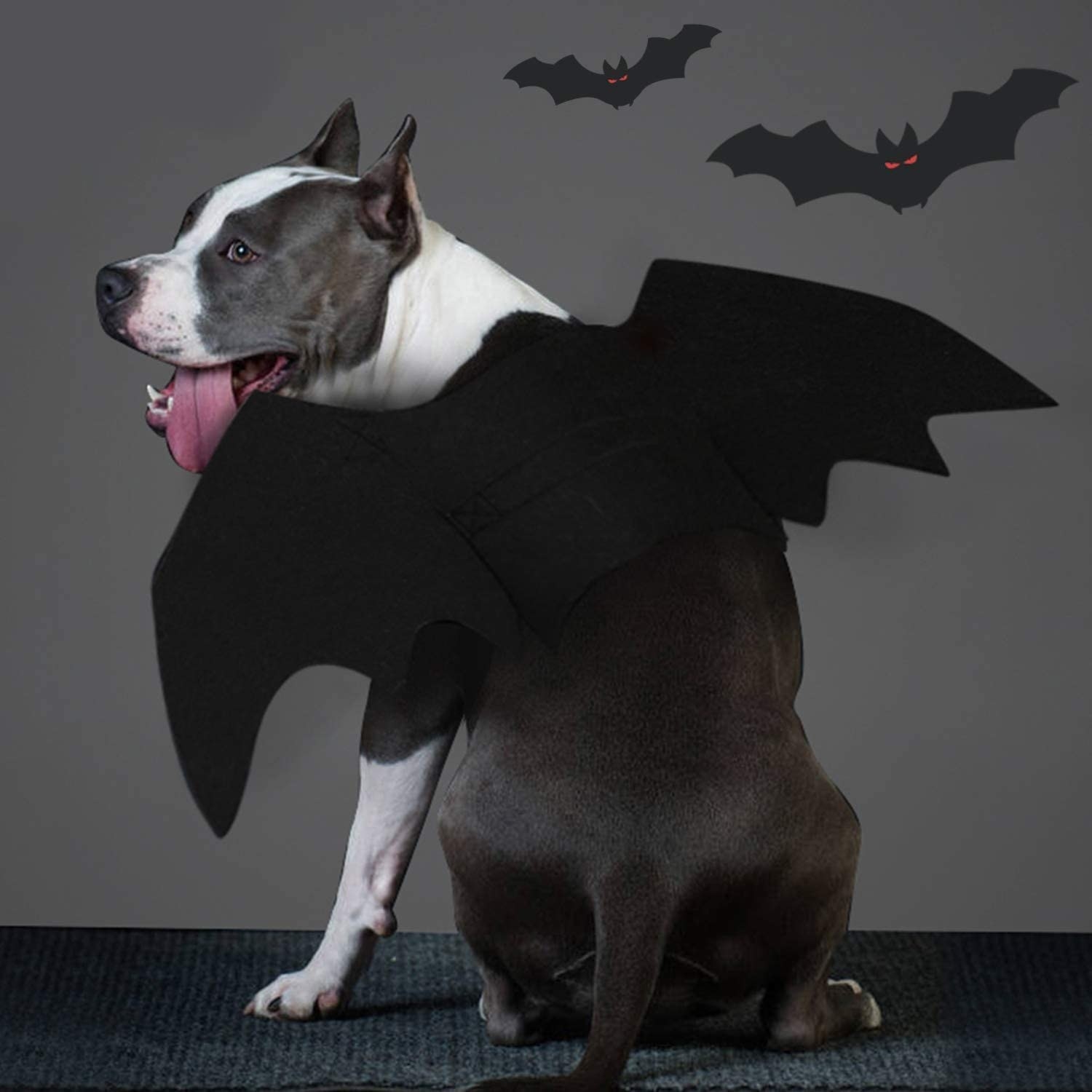 a black and white dog wearing the black bat wings on their back