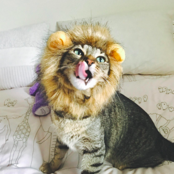 a reviewer&#x27;s cat wearing the lion mane