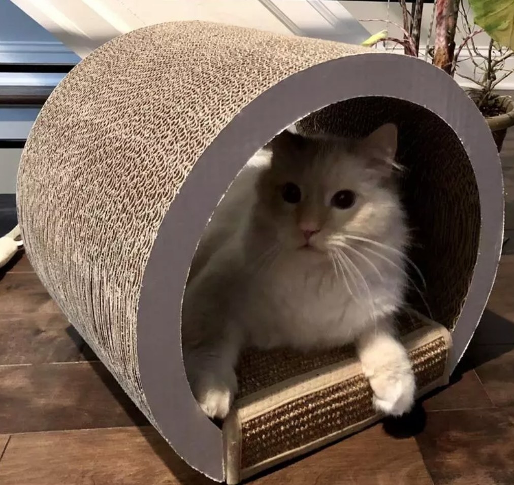 A cat lying in a cat scratching tunnel