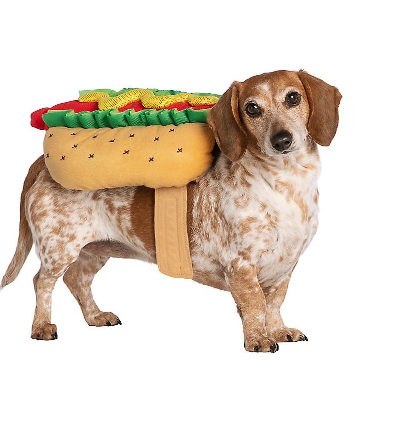 a Daschund wearing the hot dog costume