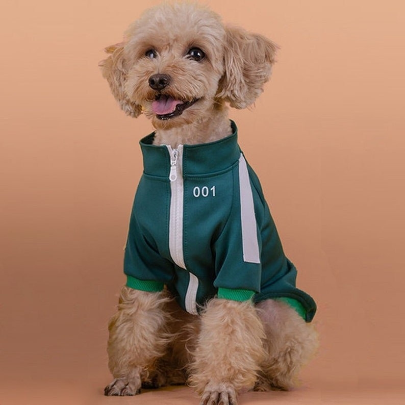 a poodle wearing the teal green jacket with white stripes