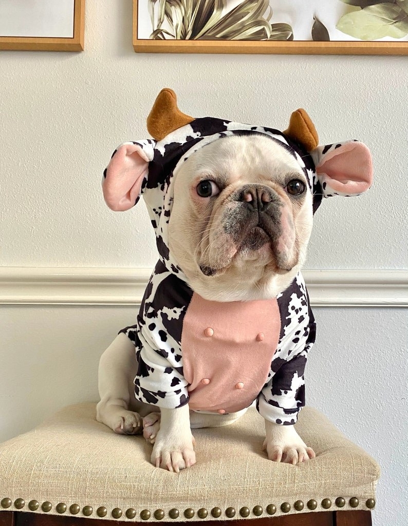 a Frenchie wearing the black, white, and pink cow costume