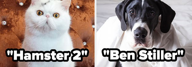 People On Reddit Are Sharing The Worst Pet Names