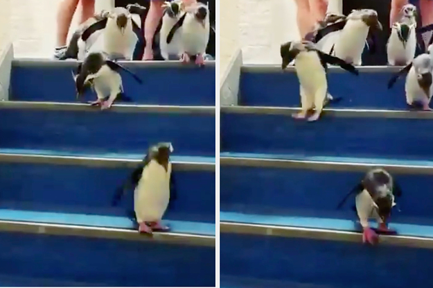 This Story About A Penguin Falling In Love With An Anime Cutout Is An  Oscar-Worthy Love Story