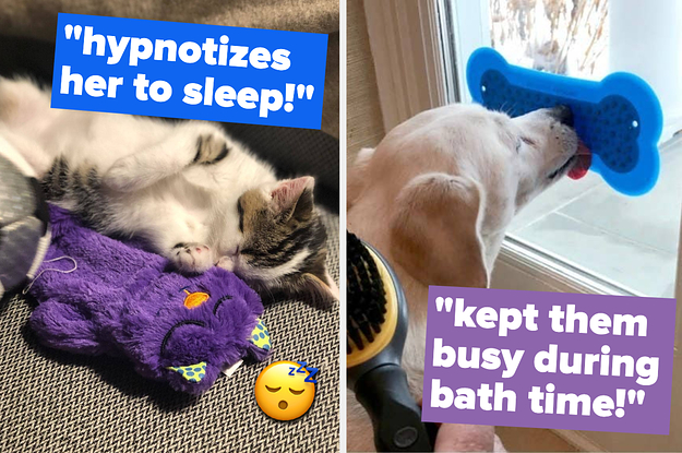 A split thumbnail of a kitten and a dog