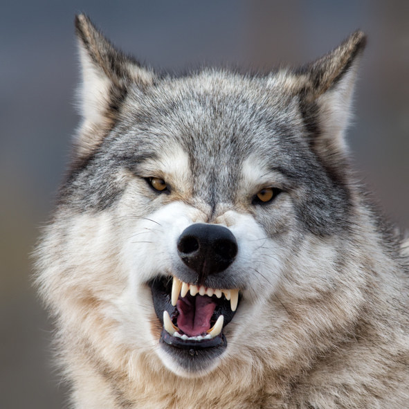 A snarling grey wolf