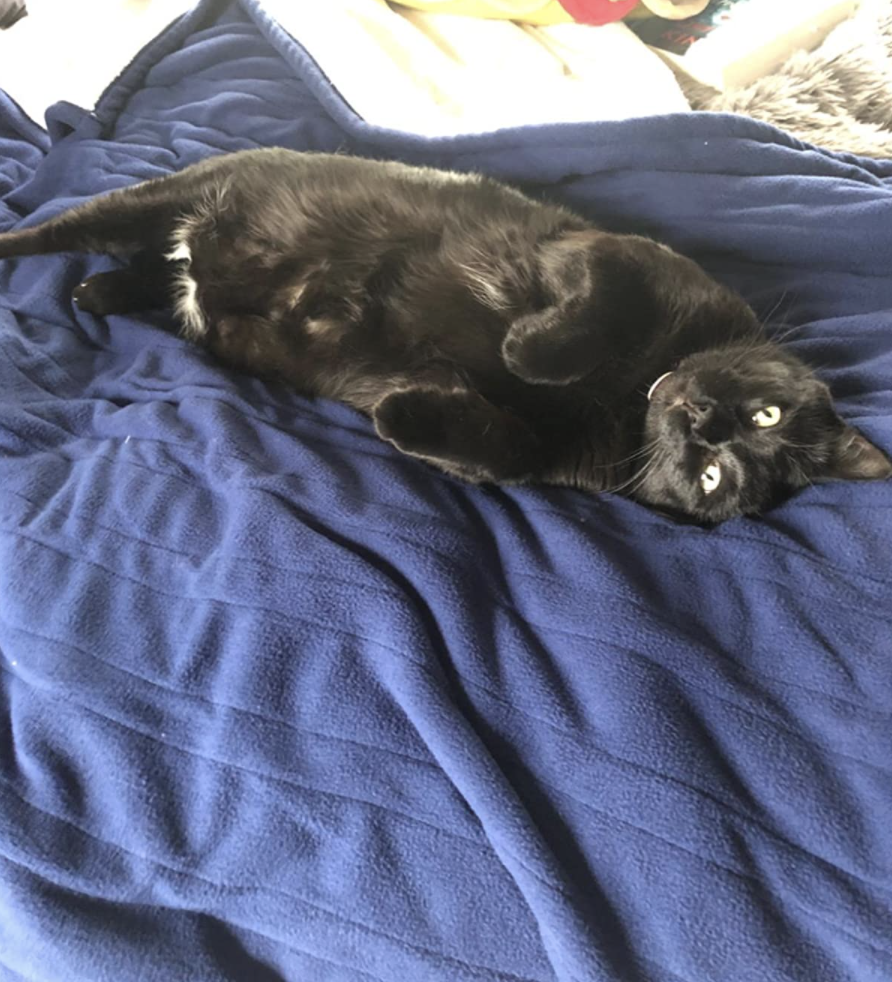 A reviewer's pet on the blanket