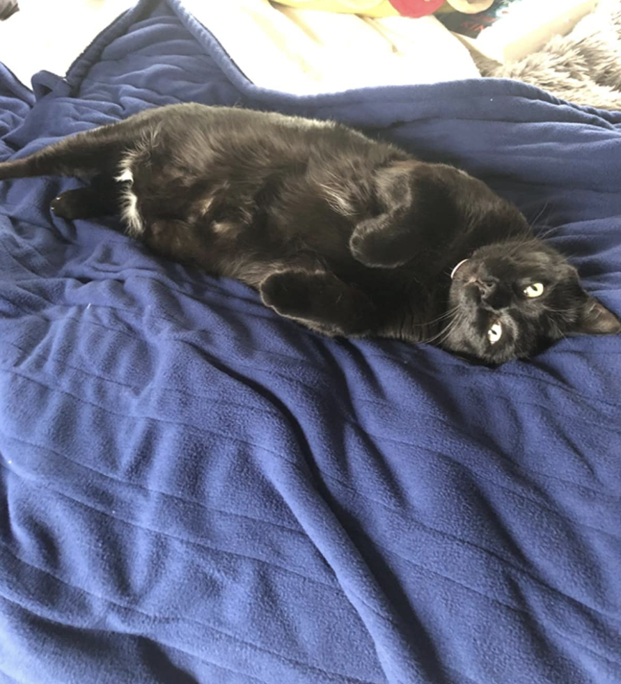 A reviewer&#x27;s pet on the blanket