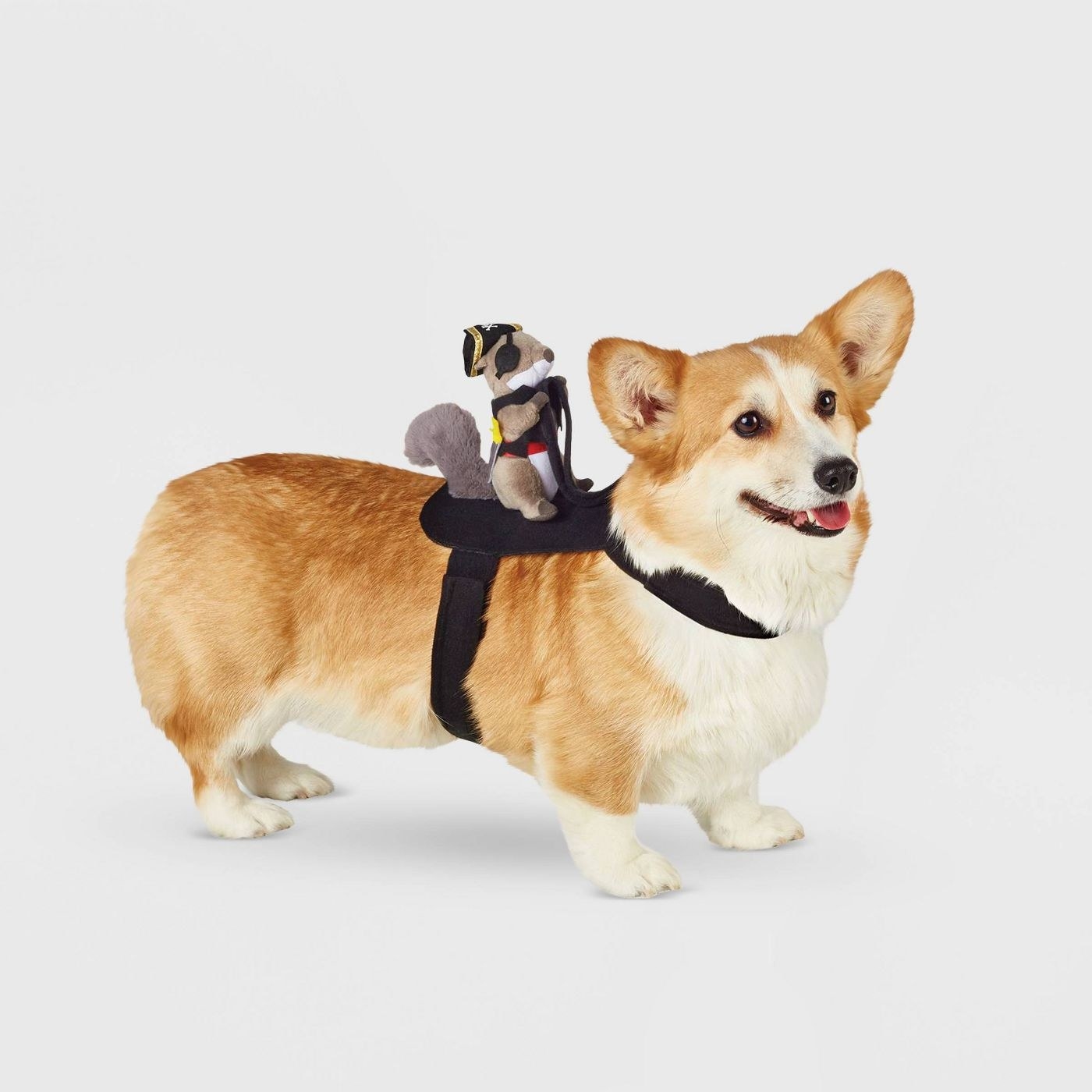 corgi wearing the harness with push pirate squirrel on top