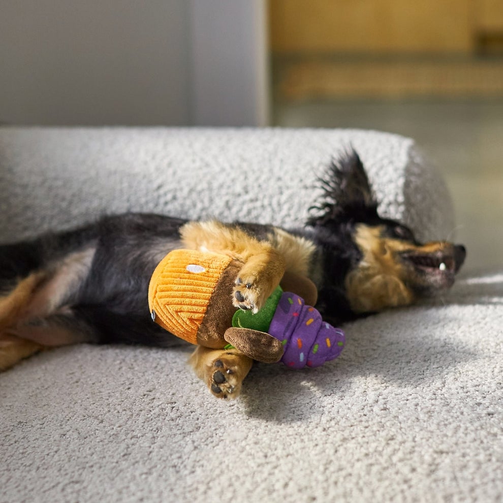 41 "Just Because" Gifts For Your Pet