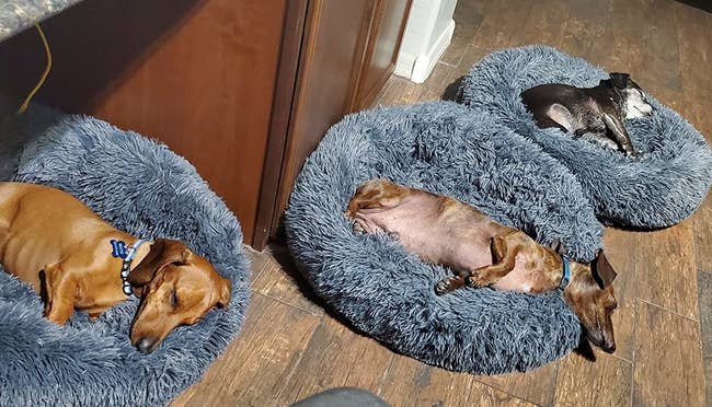 a reviewer's three dachsunds each in their own bed
